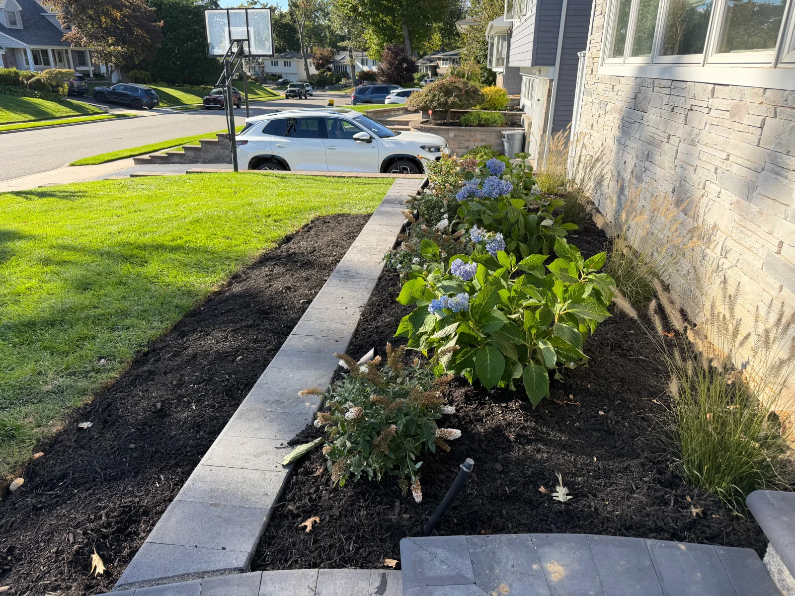Front yard bed with blue hydrangeas, butterfly bush, grasses, dark mulch, and gray paver edging along stone home
