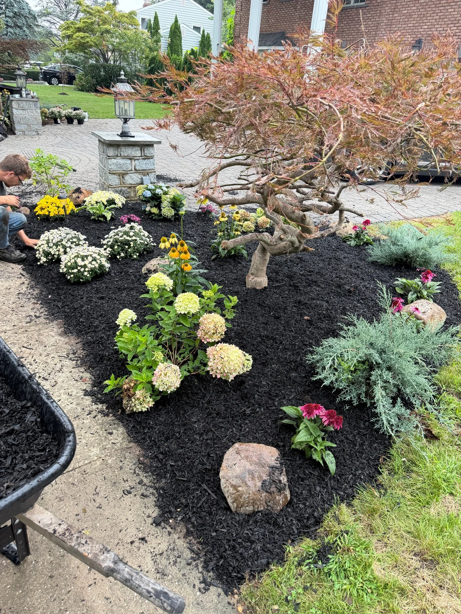 Front yard bed with dark mulch, Japanese maple, hydrangeas, coneflowers, mums, juniper, and natural boulders
